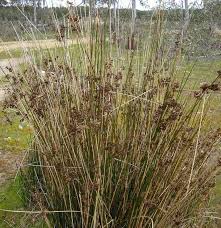 Image result for Juncus kraussii