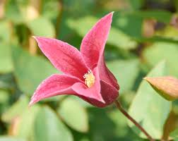 Check spelling or type a new query. Texas Waldrebe Princess Diana Clematis Texensis Princess Diana Gunstig Online Kaufen