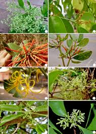 Image result for Loranthaceae