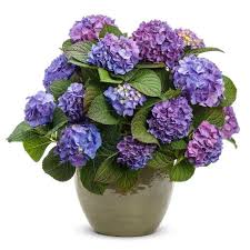 Direct to you you're just clicks away from the best plants arriving at your doorstep. Proven Winners 4 5 In Qt Let S Dance Blue Jangles Reblooming Hydrangea Live Shrub Blue Or Pink Flowers Hydprc2527800 The Home Depot Big Leaf Hydrangea Reblooming Hydrangeas Hydrangea Macrophylla