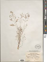 Image result for Eragrostis gangetica