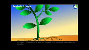 Respiration In Plants Respiration In Organisms Cbse Grade 07 Biology Youtube
