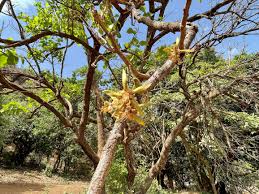 Image result for Eriolaena