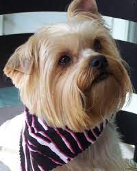 Yorkie Health Tip Care Of The Yorkshire Terrier S Teeth Yorkie Poo Haircut Yorkie Yorkshire Terrier