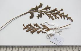 Image result for Asplenium theciferum