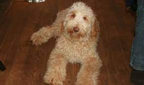 We did not find results for: Breeders Ontario Canada