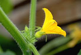 Image result for female flowers cucumber