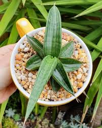 Image result for Sansevieria dawei