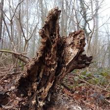 Azaken Image Pictures Forest