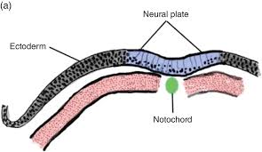 Nerve, octaval nerve (viii), and some branches of the vagal nerve (x) (innervating visceral organs), because of some technical difﬁculties. 2 Development Of The Head Face And Mouth Pocket Dentistry