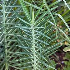Image result for Euphorbia lissosperma