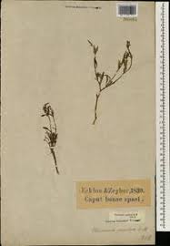 Image result for Chascanum pumilum