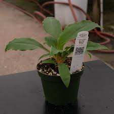 Image result for Chlorophytum affine