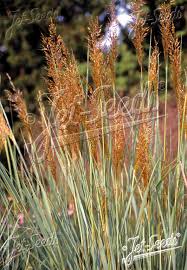 Image result for Sorghastrum