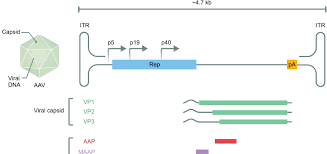 Image result for Poppy Red 1998 AAV