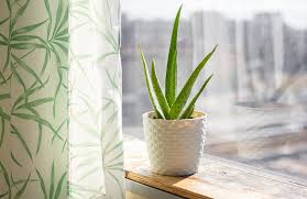 Aloe vera bitkisi mucizevi etkisi ile hepimizi cezbetmeyi başarmış bir bitki peki bu mucize bitki hakkında yeterince bilgimiz var mı ? Aloe Vera Bakimi Faydalari Aloe Vera Jeli Nasil Kullanilir