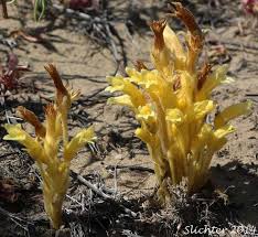 Image result for Oreophyton falcatum