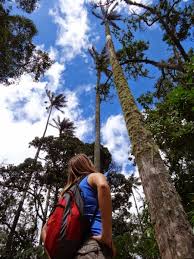 This native tree is also commonly called black gum, sour gum, and black tupelo. 14 Pictures Of The World S Tallest Palm Trees From Colombia