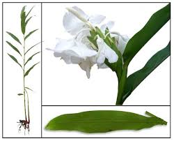 Kamia Hedychium Coronarium Koenig Ginger Lily Jing Hua Philippine Medicinal Herbs Philippine Alternative Medicine Medicinal Herbs Plant Leaves Plants
