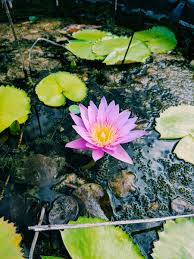 Image result for Lotus