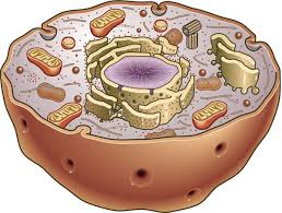Plant cells share many organelles in common with animal cells. Https Hilo Hawaii Edu Affiliates Prism Documents Pandacells Pdf