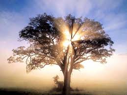 Linfa Arriva All Albero Solo Dopo Potatura Smile You Re The Best Crazy Student Ever