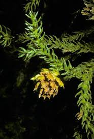 Image result for Cryptomeria