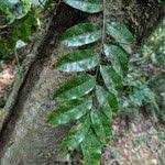 Image result for Lomariopsis guineensis
