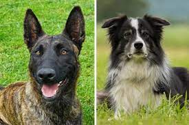 Dutch Shepherd Border Collie Mix Introducing The All Go No Stop Dutch Collie Anything German Shepherd