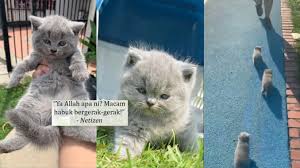 Hai guys, saksikan video anak kucing lucu lagi manja hanya di channel ini ya stay save and keep healty everyone jangan lupa. Video Cantiknyaaa Gebu Gebas Semuanya Netizen Ger4m Tengok 3 Anak Kucing Comel Berjoging Bersama Tuannya Lepat Pisang