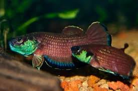 California Academy Of Sciences Betta Fish Betta Tropical Freshwater Fish
