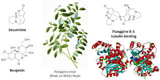 Image result for Flueggea virosa