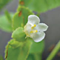 Image result for Hypolytrum goetghebeur