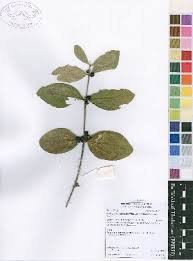 Image result for Fadogia tomentosa