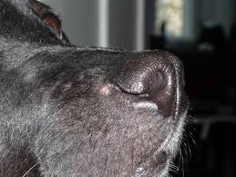 Warze Direkt Neben Der Nase Gesundheit Dogforum De Das Grosse Rasseunabhangige Hundeforum