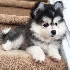 60 Funny Furry Animals To Brighten Your Day Baby Animals Funny Fluffy Animals Baby Animals Pictures