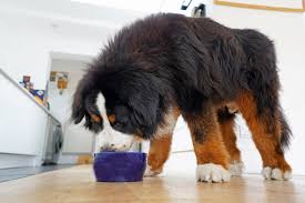 Fat dog — fat dog party 05:11. 10 Best Low Fat Dog Foods Large Breed Of 2021 Canine Weekly