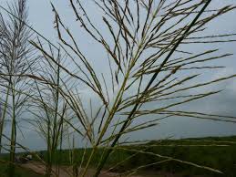 Image result for Chrysopogon nigritanus