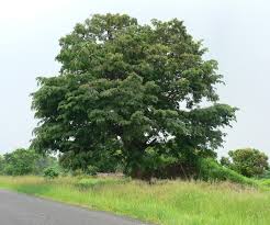 Image result for Cordyla