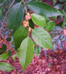 Image result for Cleistanthus