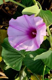 Image result for Stictocardia