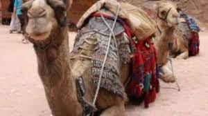 You may think of santa as living at the north pole. A Camel Named Clyde Youtube