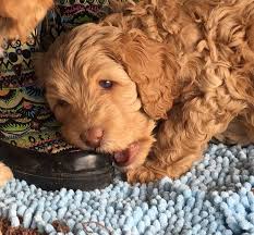 He's super sweet but very shy around new people. Shedless In Seattle Labradoodles Australian And American Labradoodle Breeder Sammamish Wa Coeur D Alene Id Spokane Wa And Eastern Wa