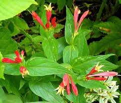 Image result for Marsdenia dregea