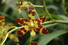 Image result for Ansellia