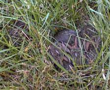 Rabbits have the tendency to start losing their body weight in the case when they don't get sufficient water. Wild Rabbits Rabbit Nests