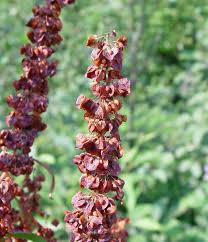 Rumex crispus (curly dock): Go Botany