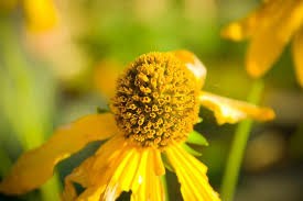 334,675 free pictures of flowers to download. Free Stock Photo Of Backyard Yellow Flower Download Free Images And Free Illustrations