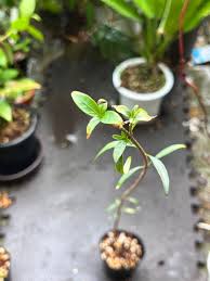 Image result for Strophanthus luteolus