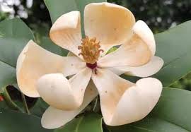 Image result for Magnoliaceae